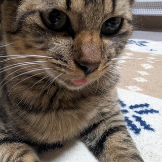 キジトラの人懐こいネコちゃん