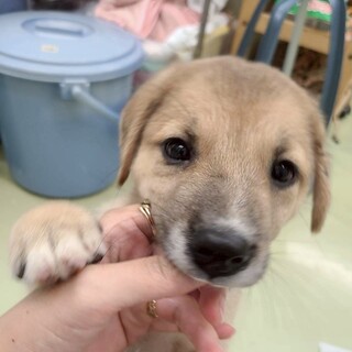 人懐っこい♡野犬の男の子【満月（みつき）】くん