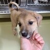 人懐っこい♡野犬の男の子【満月（みつき）】くん サムネイル4