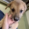 人懐っこい♡野犬の男の子【満月（みつき）】くん サムネイル5