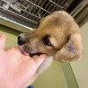 人懐っこい♡野犬の男の子【満月（みつき）】くん サムネイル6