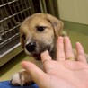 人懐っこい♡野犬の男の子【満月（みつき）】くん サムネイル7