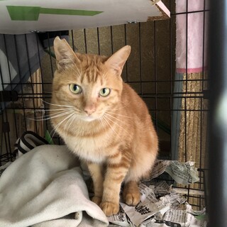 ほんのりアメショ柄の茶トラ　あめくん