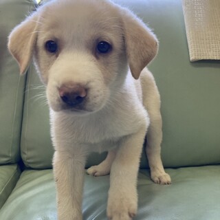 人慣れ◎ニニくん