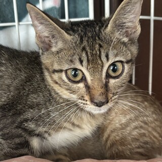 シュッとしたイケメン「ひじきくん」