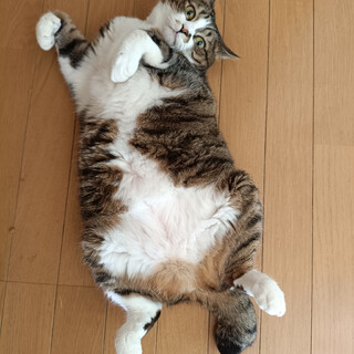 キジ白猫のももちゃん（相模原市生活衛生課）