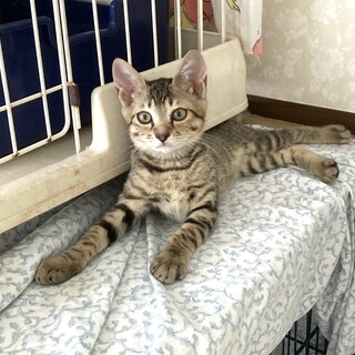 初心者さん向け甘えん坊で人懐こい茶々丸くん