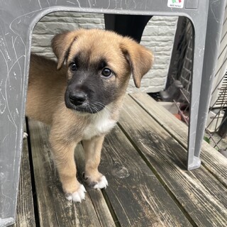 募集中】ジジ♂の幸せを」神奈川県 - 犬の里親募集(525667