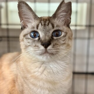 動物病院の保護猫・シャム猫風のさらさちゃん