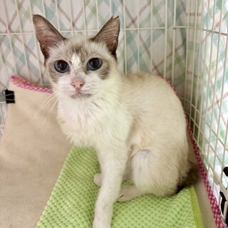 動物病院の保護猫・ラグドール風のレノアちゃん