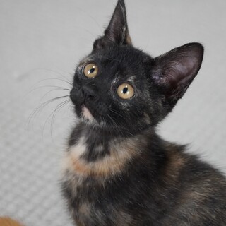 シャイガール♪さびちゃん