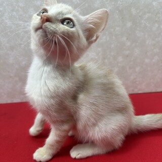 淡いクリームで心を癒されて至福の一日❤アイス