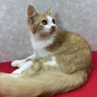 容姿端麗！甘え上手で遊び好き完璧主義❤モグモグ