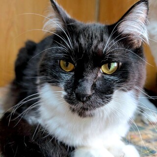 人に馴れている黒白のクリくん♂