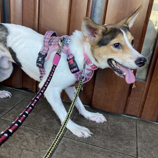 保健所からレスキュー！ピーター君を家族に！