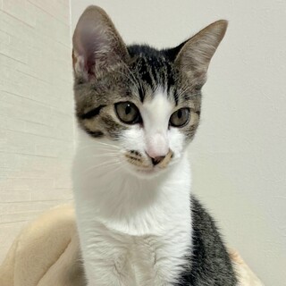 【募集一時停止】頭を擦りつけながらゴロゴロいう子