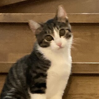 【募集一時停止】目が顔の半分くらいクリクリ愛らしい