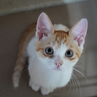 目の下はくまじゃなくて模様！