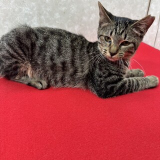 スリスリ猫！初心者に最適安心の猫ライフ❤あんず