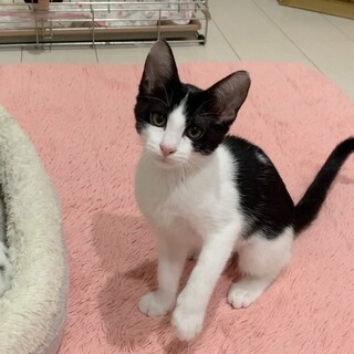 キラキラおめめ♡ショコちゃん