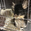 里親募集　チンチラ　オス　２才