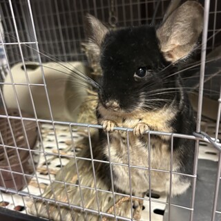 里親募集　チンチラ　オス　２才