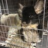 里親募集　チンチラ　オス　２才 サムネイル1