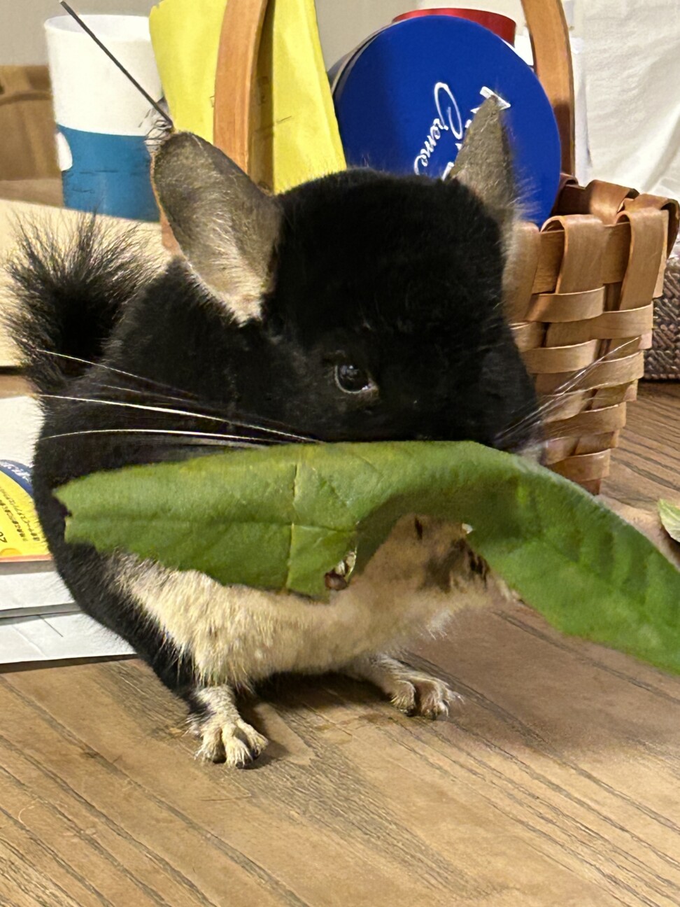 里親募集　チンチラ　オス　２才 サムネイル2