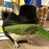里親募集　チンチラ　オス　２才 サムネイル2