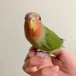 コザクラインコ2ヶ月