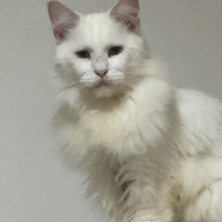 メインクーンの男の子です。