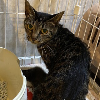 開店前の販売所にて出産したあんずちゃん