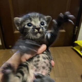 開店前の販売所にて産まれた子猫すもも君