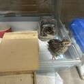 並うずら　雛　3匹　里親募集してます。