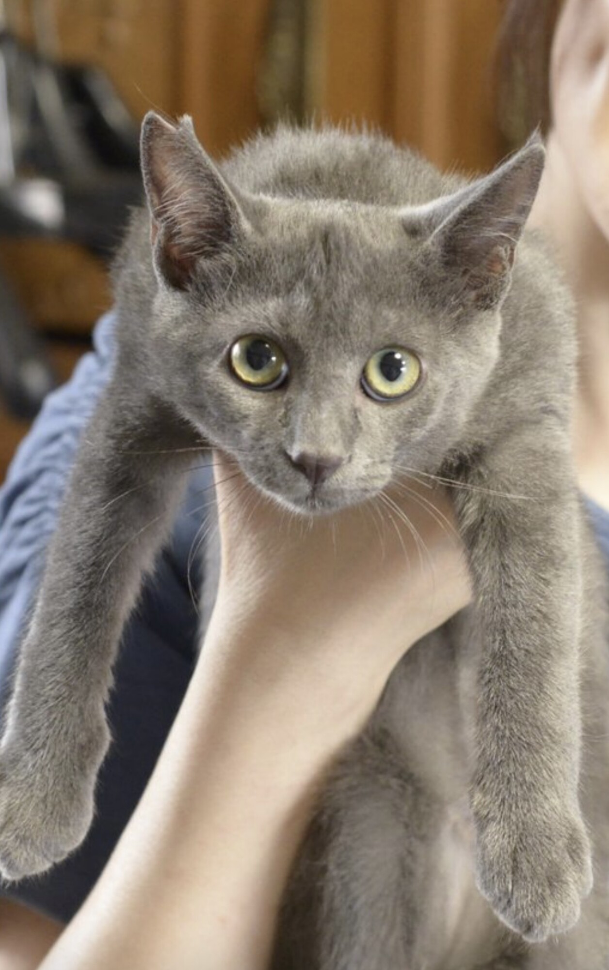 グレー 子猫 譲渡会参加予定」愛知県 - 猫の里親募集(527248