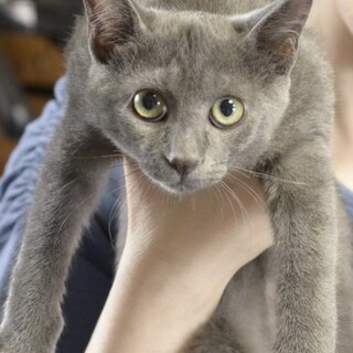 グレー　子猫　譲渡会参加予定