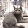 グレー　子猫　譲渡会参加予定 サムネイル2