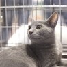グレー　子猫　譲渡会参加予定 サムネイル3