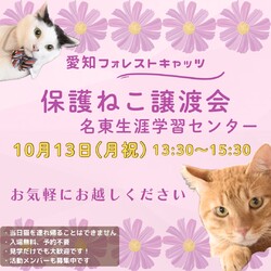 保護猫譲渡会　名古屋市　子猫参加！