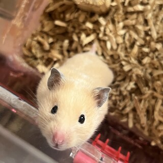 キンクマハムスターの女の子