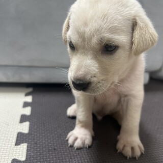 ラン(旧ニカ)くん