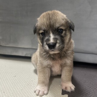 銀(旧サンジ)くん