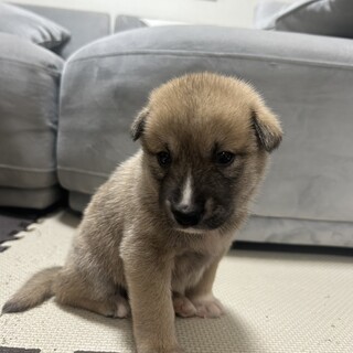 リオ(旧ゾロ)くん