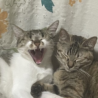 超緊急！！里親を募集します！！