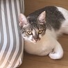 超緊急！！里親を募集します！！ サムネイル3