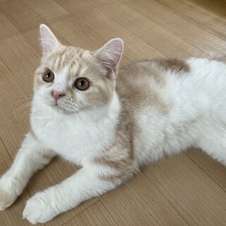 スコティッシュ立ち耳　男の子