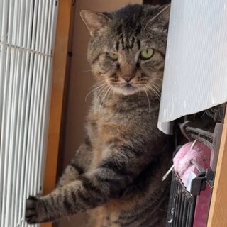 推定10歳大怪我乗り越えた！いい顔この顔！蔦重くん