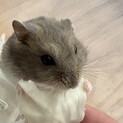 《里親募集》ハムスターオス3匹