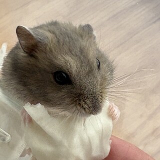 《里親募集》ハムスターオス3匹