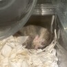 《里親募集》ハムスターオス3匹 サムネイル2